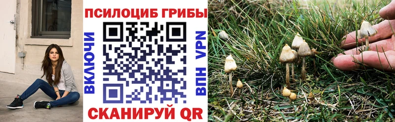 Псилоцибиновые грибы Psilocybe  Батайск 